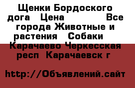 Щенки Бордоского дога › Цена ­ 60 000 - Все города Животные и растения » Собаки   . Карачаево-Черкесская респ.,Карачаевск г.